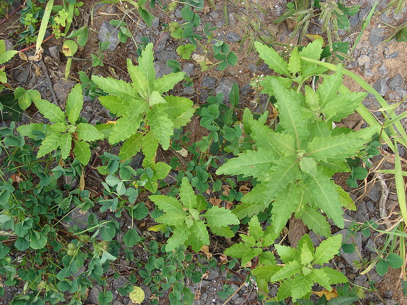 El Epazote, planta herbácea hispanoamericana