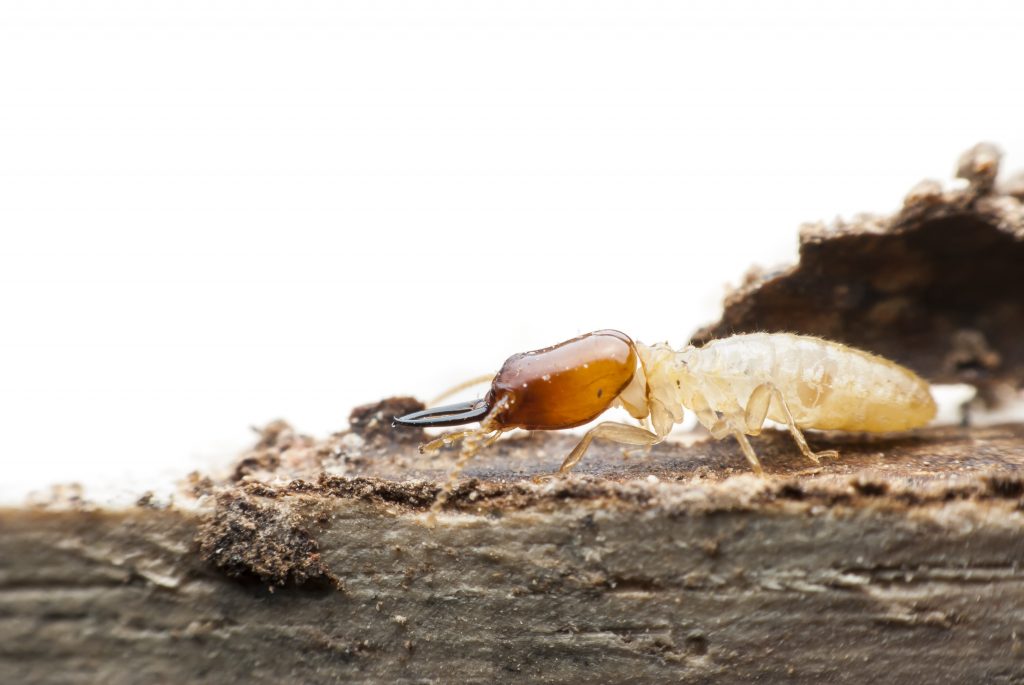 Características principales de las termitas