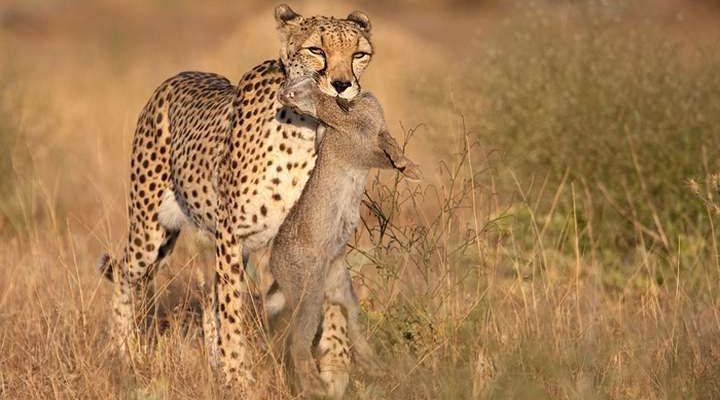 El aparato digestivo de los animales carnívoros