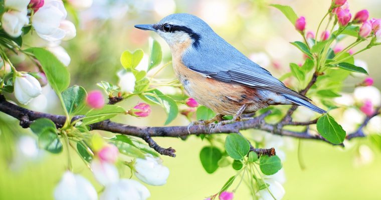 Los animales aéreos más hermosos del mundo