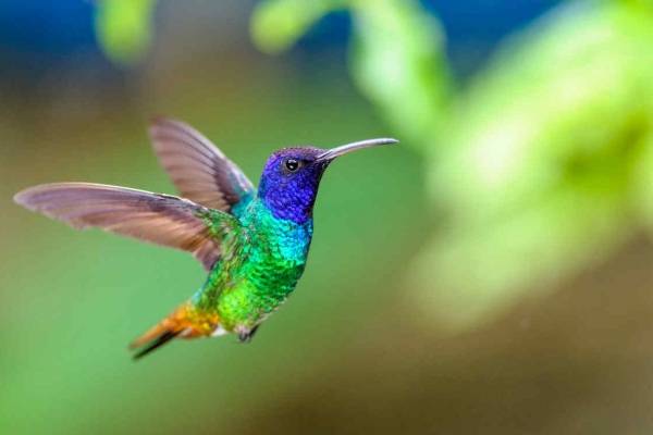 colibrí animales aéreos