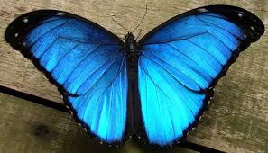 mariposa morfo azul