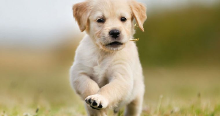 Motivos por los que debes adoptar un perro