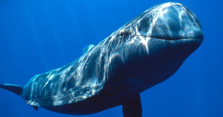 Principales características de los animales vertebrados