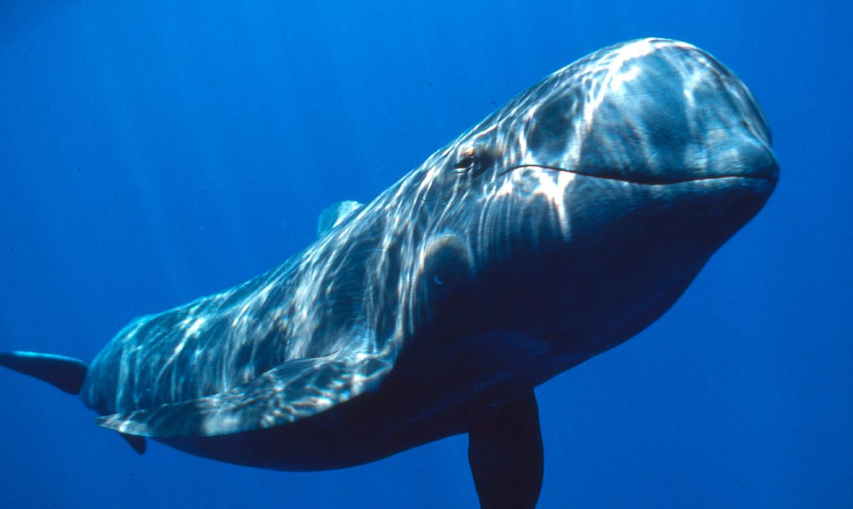 Principales características de los animales vertebrados