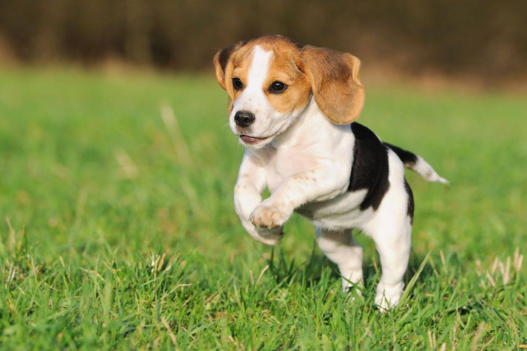 perro animal vertebrado