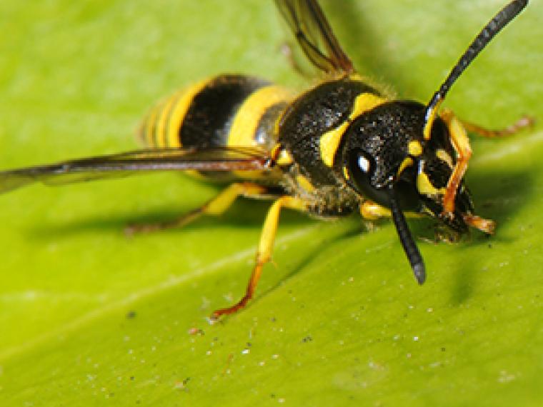 Características de las avispas