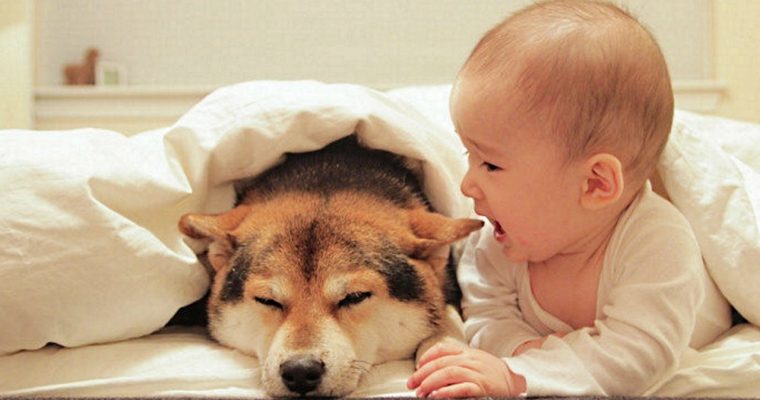 Conoce por qué los perros son buena compañía para los bebés