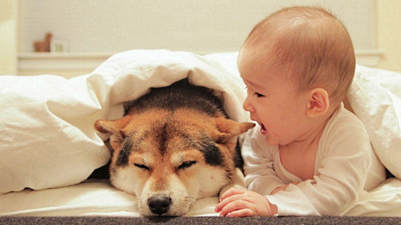 Conoce por qué los perros son buena compañía para los bebés