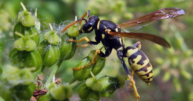 ¿Qué son las avispas y cuáles son sus características?