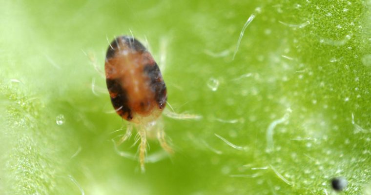 ¿Cómo utilizar un acaricida para eliminar a los ácaros?
