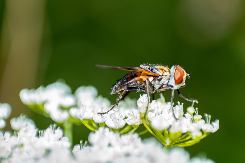 La mosca