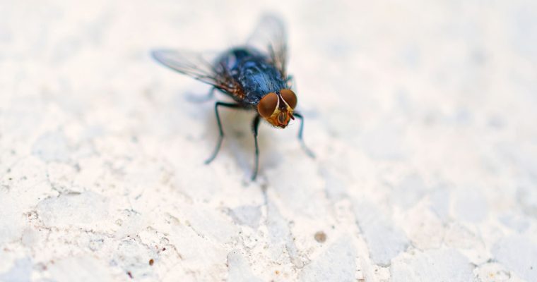 Las formas más efectivas de eliminar a las moscas