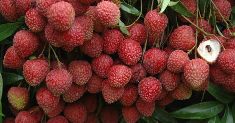 El lichi y los medios adecuados para poder cultivarlo