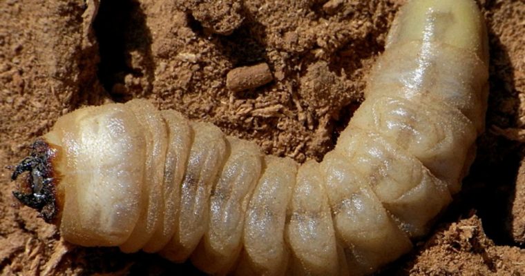 La carcoma y el ciclo de vida que desarrolla en la madera
